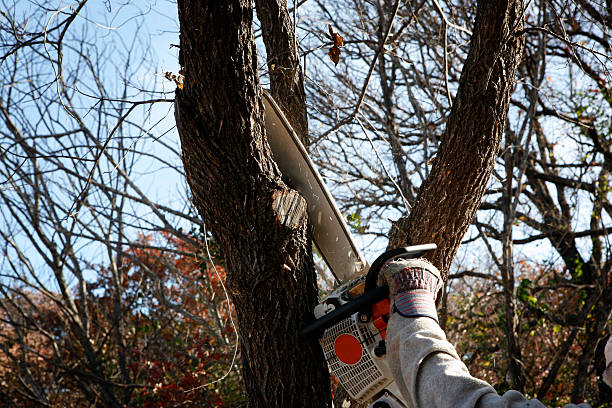 How Our Tree Care Process Works  in  Chinchilla, PA